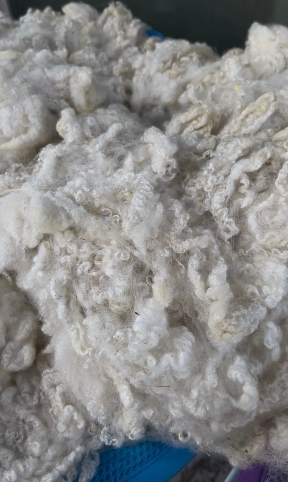 Scoured Fleece